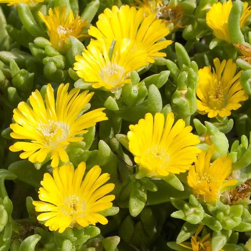 Delosperma Wheels Of Wonder Golden (jaune) - Le pot de 4 litres