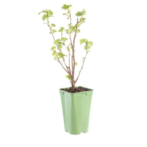 Cassis Little Black Sugar Bio. Le pot de 2 litres