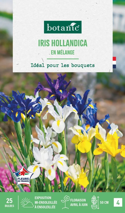 Iris hollandica en mélange botanic® - 25 bulbes