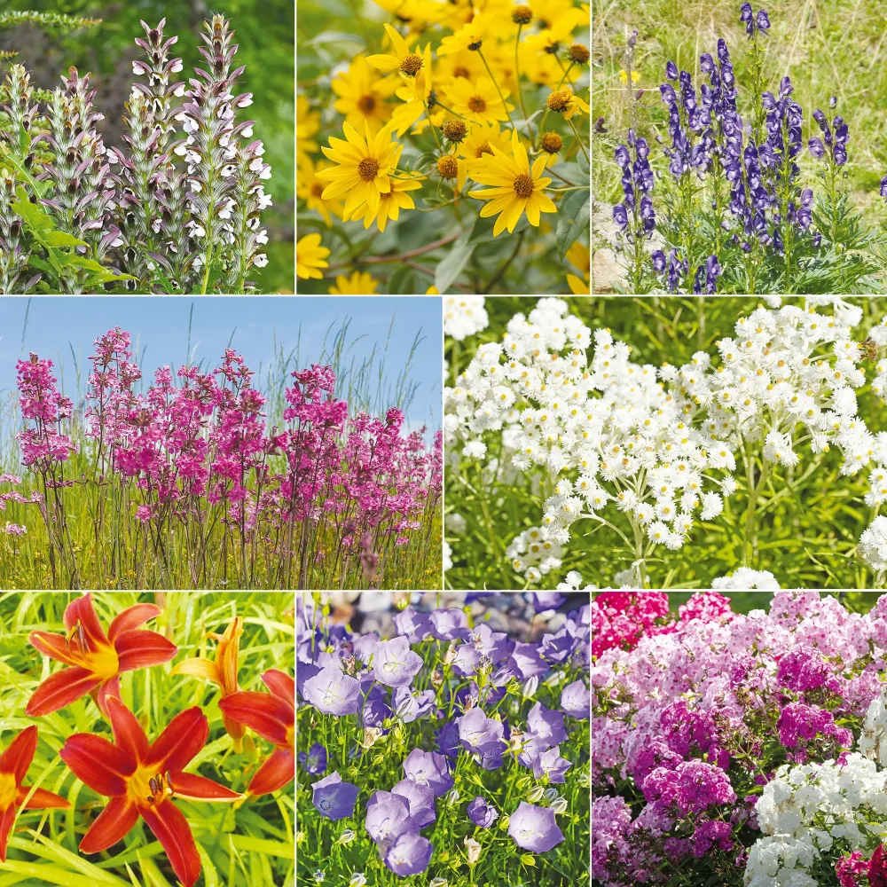 Le massif été fleuri - 18 plantes vivaces - Superficie environ 2 m² Acanthus mollis, Heliopsis scabra, Aconitum napellus, Phlox paniculata, Hemrocallis Samy Russel, Lychnis viscaria, Anaphalis triplinervis, Campanula carpatica