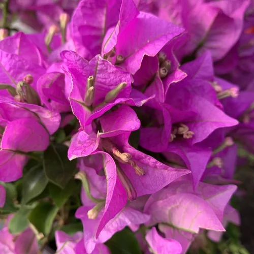 Bougainvillée (Bougainvillea) Sanderiana touffe. Le pot de 2,5 litres