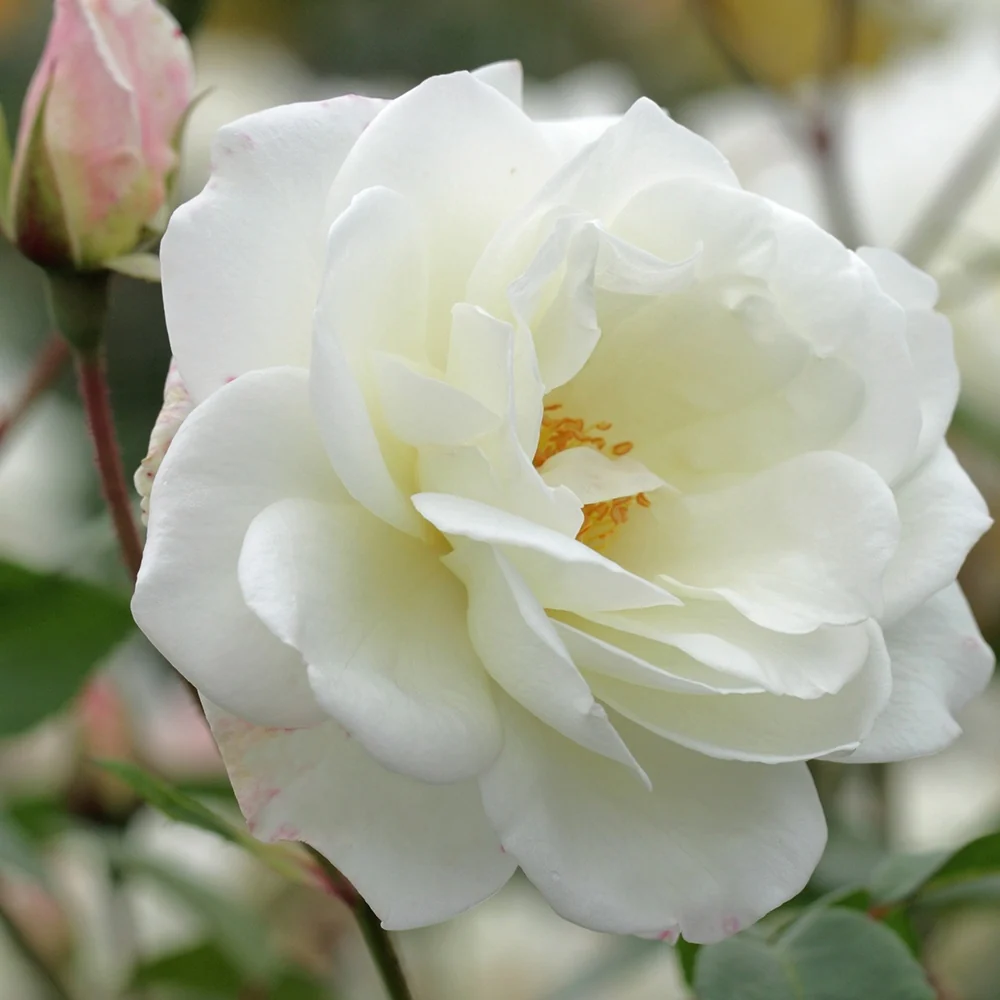 Rosier grimpant Fée des Neiges Grimpant ® Rosa fée des neiges grimpant ®
