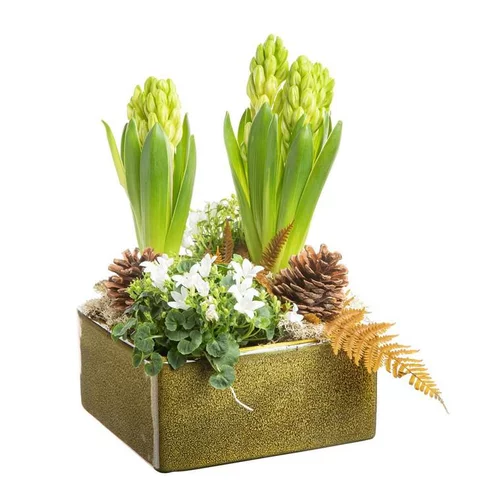 Composition de Noël jacinthe campanule en carré Ceramique verte