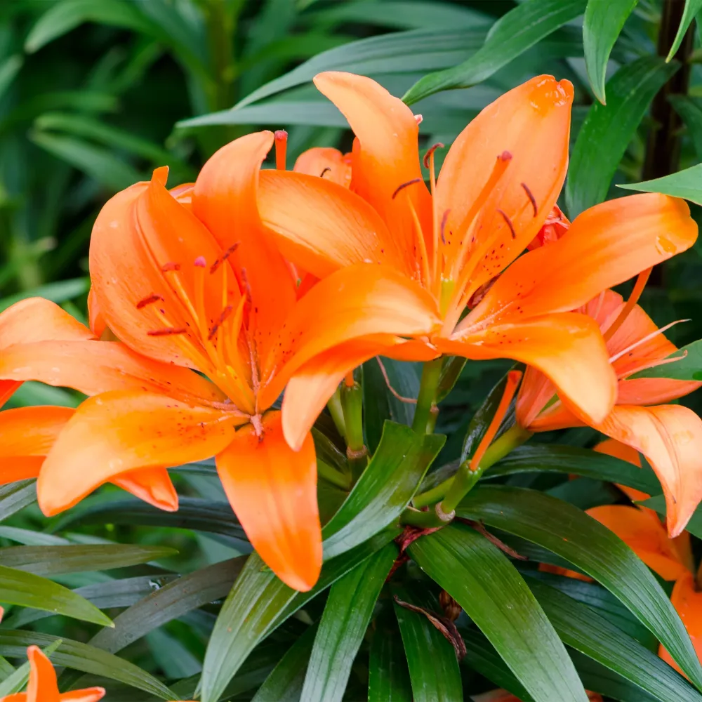 3 Lis orange Lilium