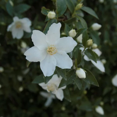 Seringat (Philadelphus Coronarius) 60/90. Le pot de 4 litres