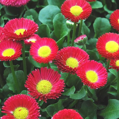 Pâquerette multicolore. La barquette de 10 plants