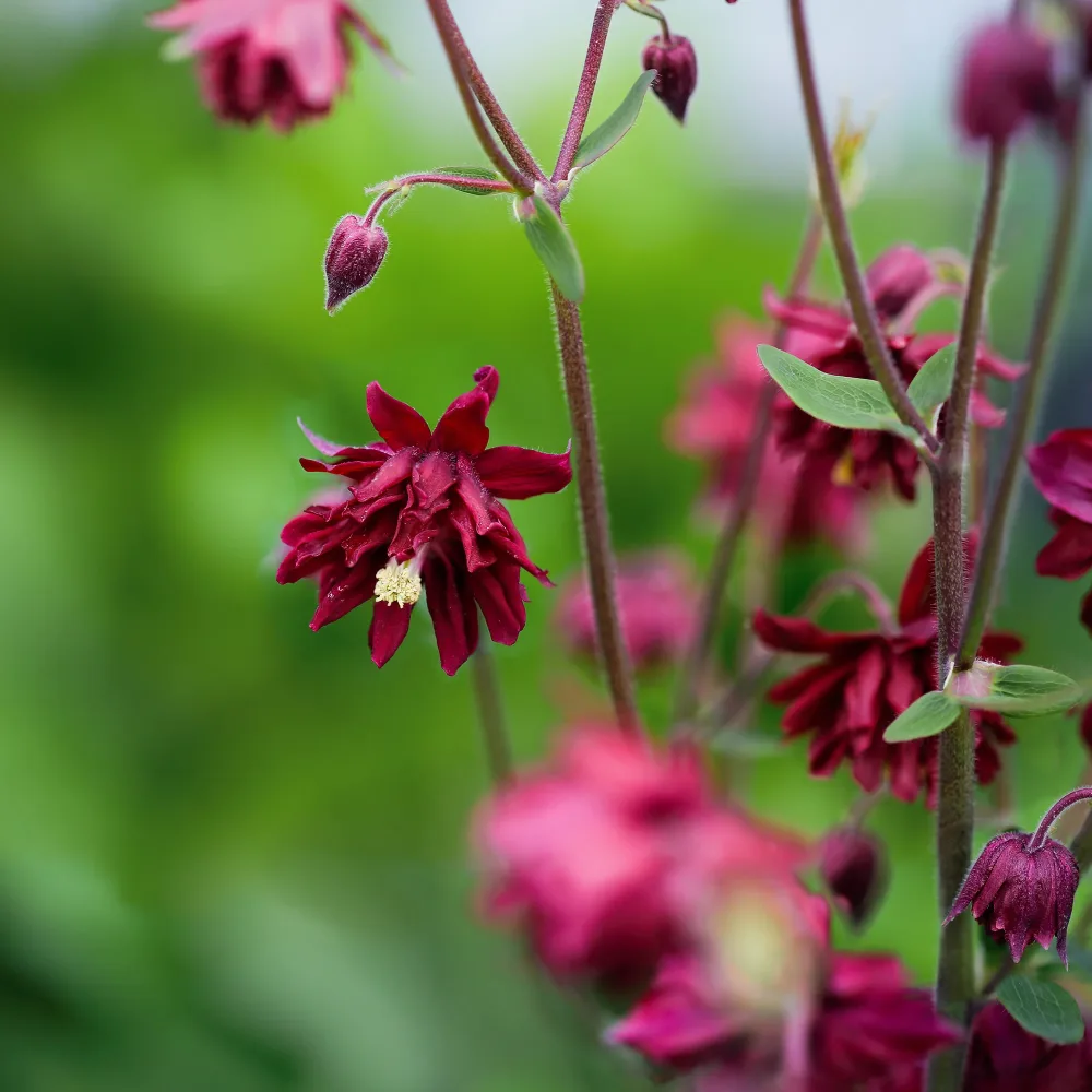 Ancolie vulgaris Ruby Port Aquilegia vulgaris ruby port