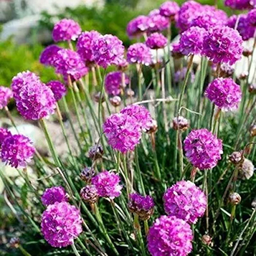 Gazon d'Espagne | Graines bio et reproductibles de fleurs