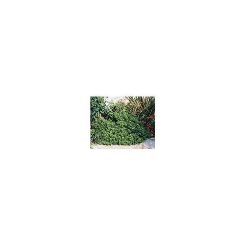 Pittosporum Tobira Nana en pot de 3 L