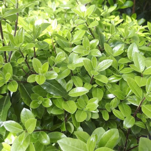 Pittosporum Tenuifolium Golf Ball. Le pot de 15 litres