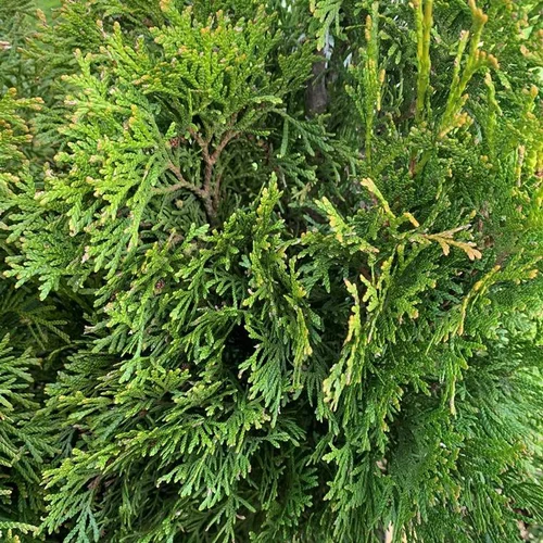 Thuya Occidentalis Smaragd ou Emeraude 175/200. Le pot de 35 litres