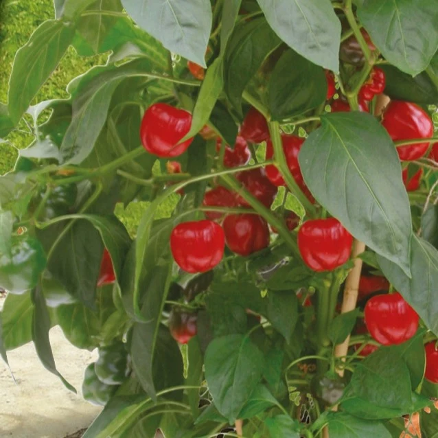 Poivron pour pot Kobold F1 Capsicum annuum kobold f1