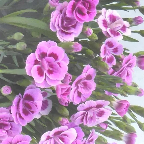 Œillet Pink Kisses - La coupe de Ø 23 cm
