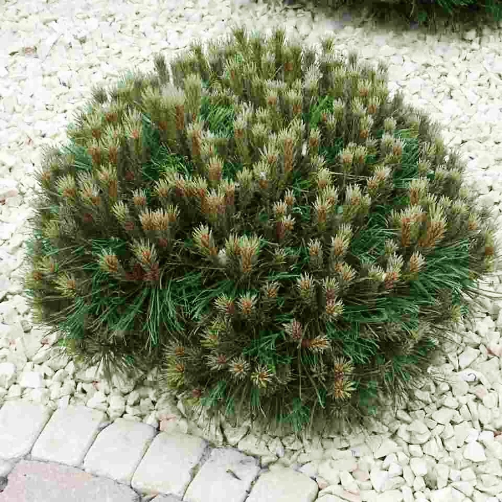 Pin nain Marie Brégeon Pinus nigra marie brégeon