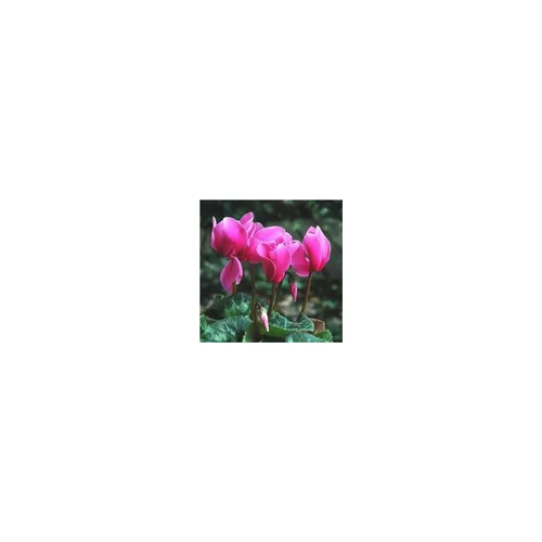 Cyclamen à grandes fleurs - Le pot de 10,5 cm