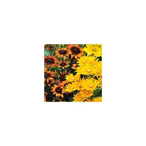 Rudbeckia annuel - Le pot de 1 litre