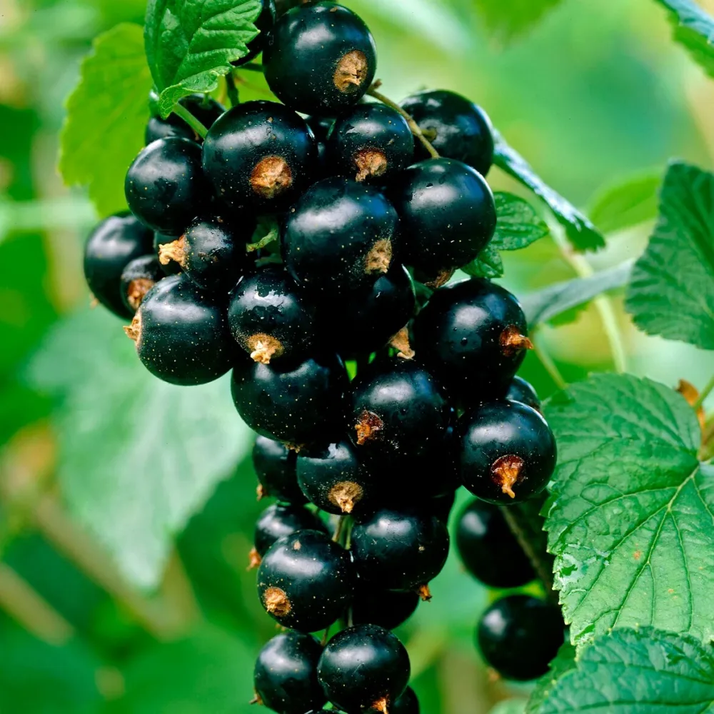 Cassissier Titania Ribes nigrum 'titania'