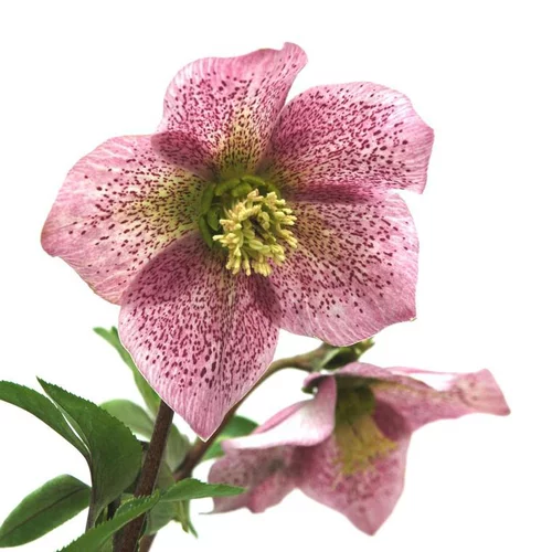 Helleborus Orientalis - Le pot de 1 litre