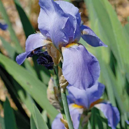 Iris des Jardins Bleu - Le pot de 9 x 9 cm