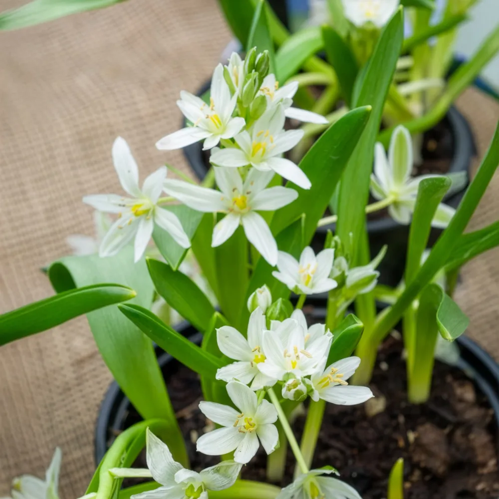 20 Ornithogales Ornithogalum balansae