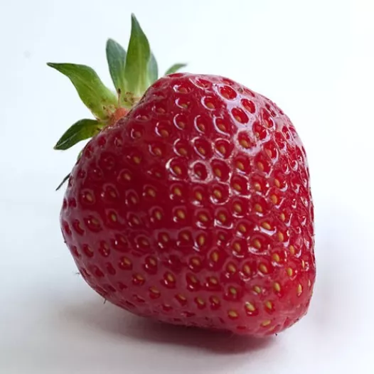 Plants bio : Fraisier Rubis des Jardins -25 plants- Calibre C