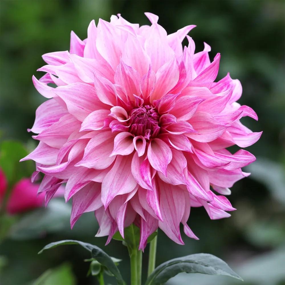 Dahlia géant Café au Lait Rose Dahlia Café au Lait Rose