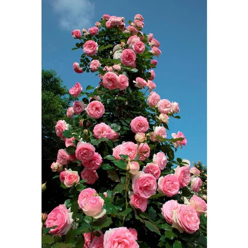 Rosier Pierre de Ronsard® Meiviolin - C5