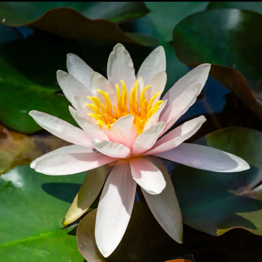 Nénuphar Marliacea Rosea Nymphaea marliacea rosea