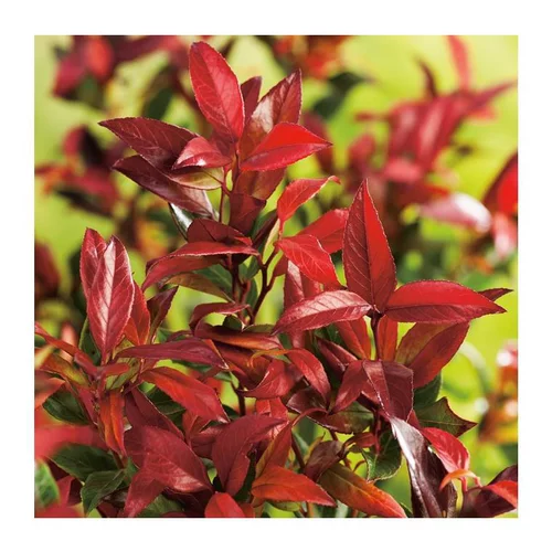 Leucothoe - pot 4 L