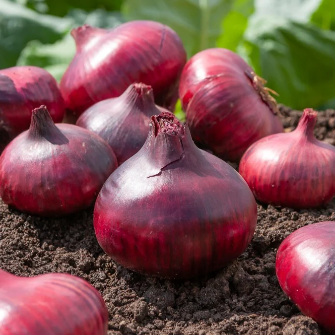 Oignon tardif Rouge foncé de Brunswick Allium cepa Rouge foncé de Brunswick