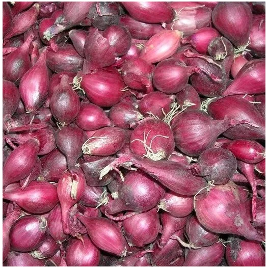 Plants bio : Oignon rouge Red Baron - 1kg
