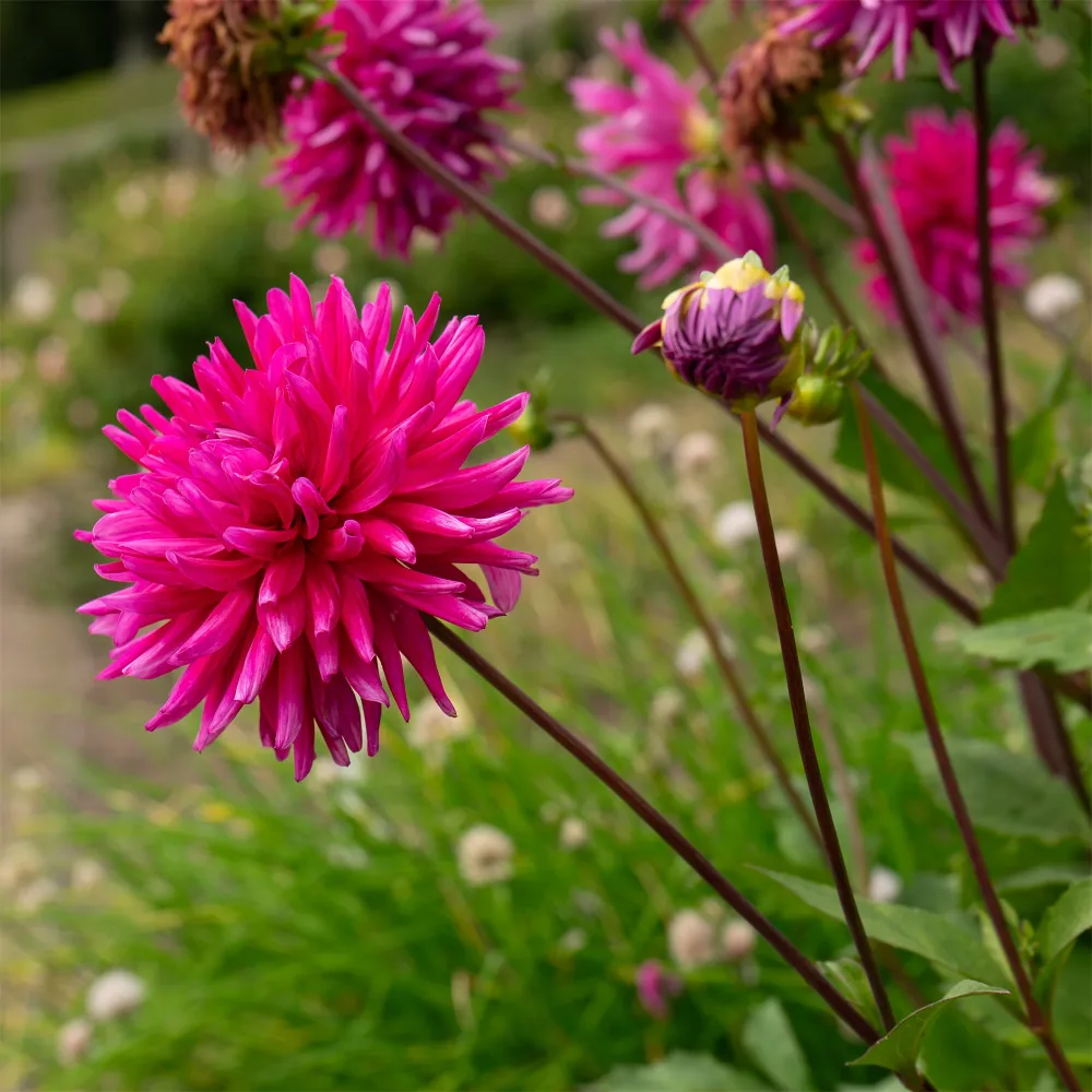 3 Dahlias cactus Purple Gem Dahlia Purple Gem