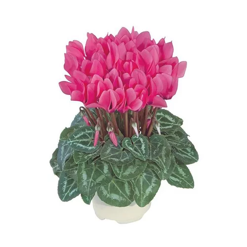 Mini cyclamen fuchsia - Le pot de diamètre 10,5 cm