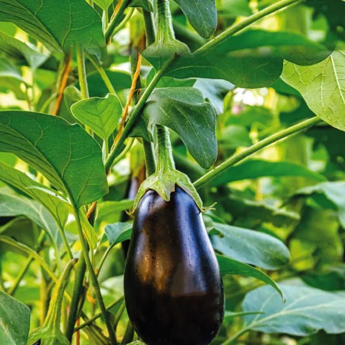 Aubergine Ronde Bonica Bio. La barquette de 3 plants