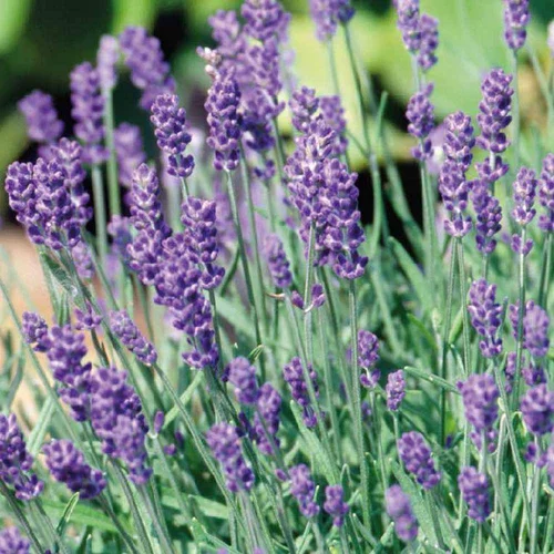 Lavande coloris violet Stoechas® Blueberry Ruffles - 3 L