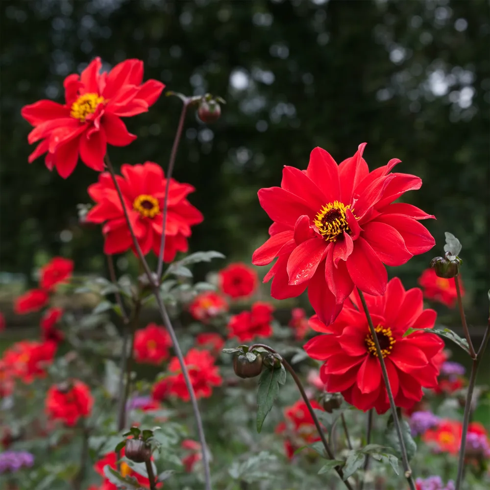 Dahlia Bishop of Llandaff Dahlia Bishop of Llandaff