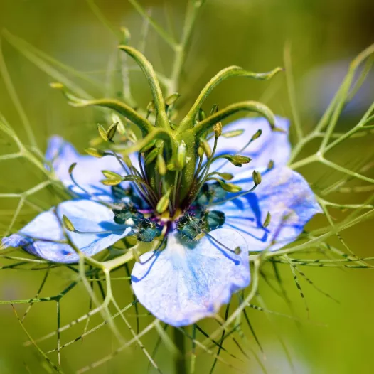 Nigelle de Damas | Graines bio et reproductibles de fleurs