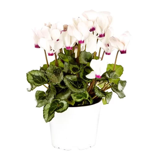 Mini cyclamen victoria® - Le pot de diamètre 10,5 cm