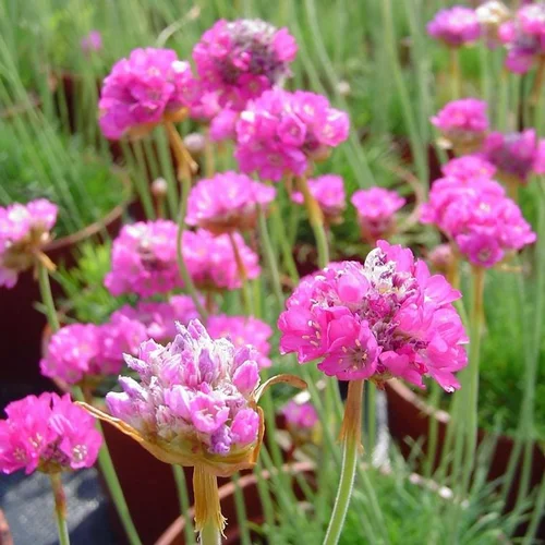 Armeria (Œillet marin ou Gazon d'Espagne) à fleurs roses - Le pot de 0,5 litre