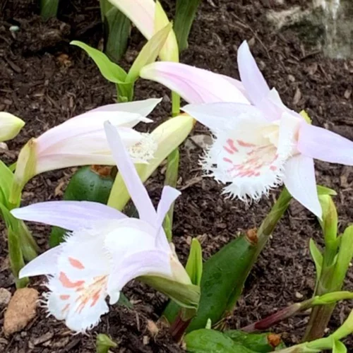 Orchidée vivace Pléione - Le pot de Ø 10,5 cm