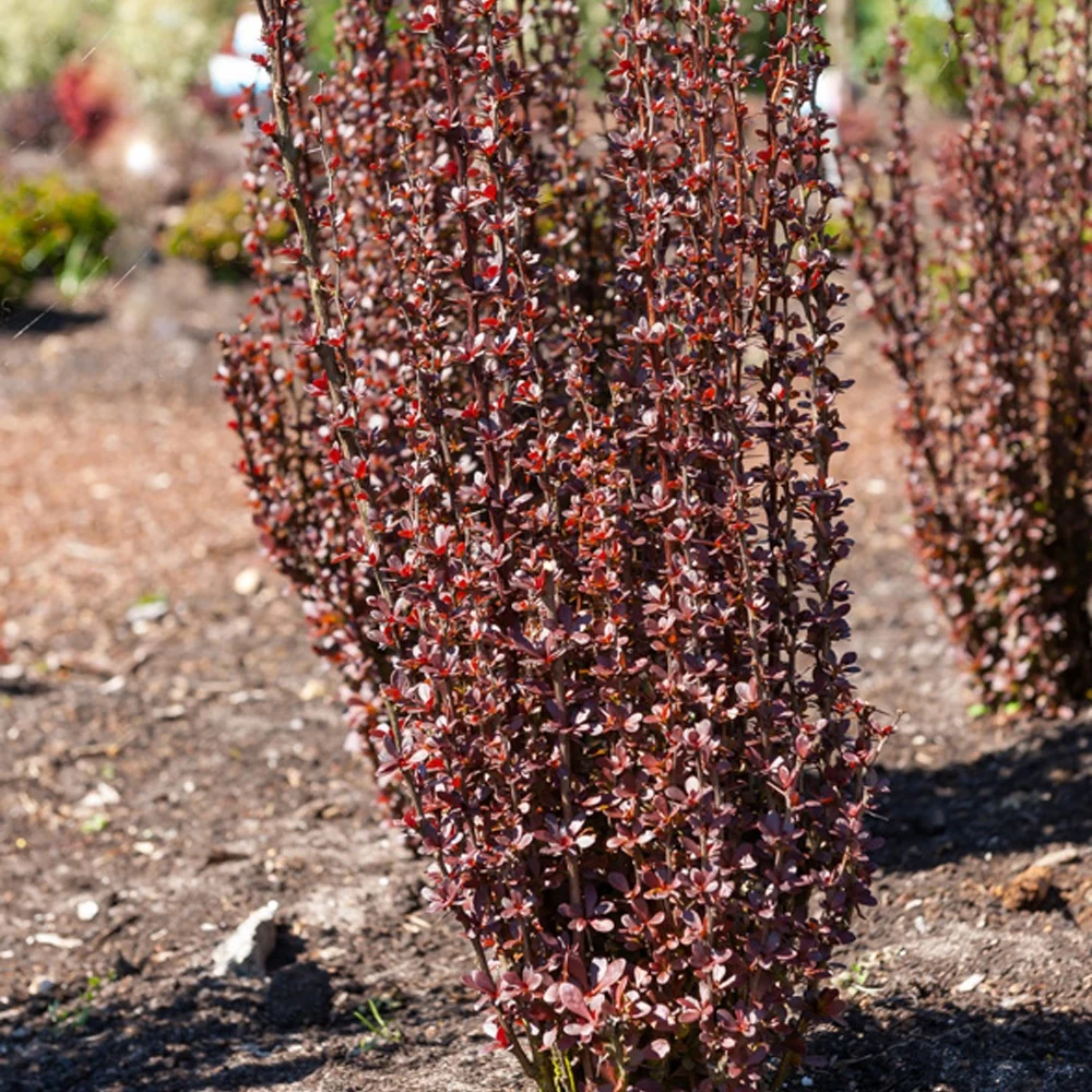 Epine-vinette de Thunberg Helmond Pillar Berberis thunbergii Helmond Pillar