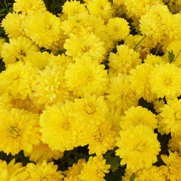 Chrysanthème des jardins Citronella Chrysanthemum indicum citronella