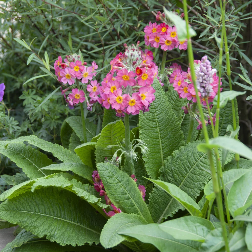 Primevère rose Primula rosea grandiflora