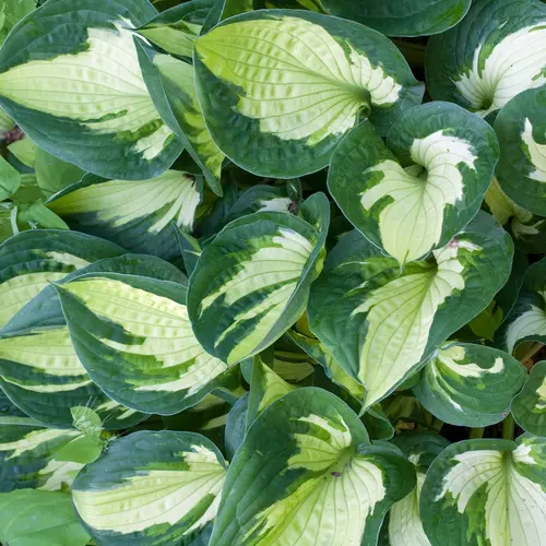 Hosta Whirlwind vert botanic®. Le pot de 2 litres
