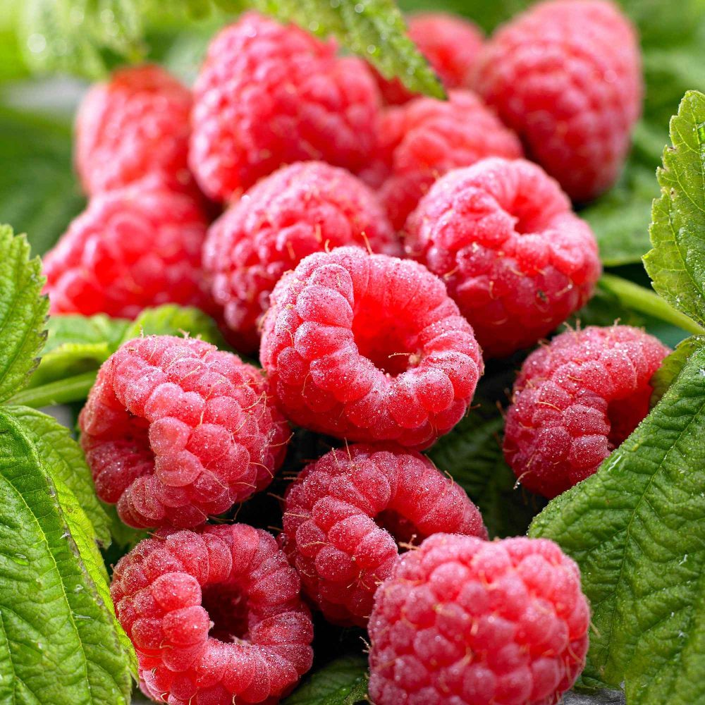 Framboisier remontant Twotimer Sugana Red Rubus idaeus Twotimer Sugana Red
