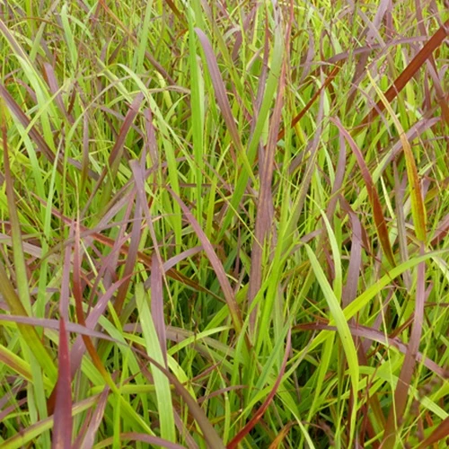 Panic érigé Rotstahlbusch Panicum virgatum rotstrahlbusch