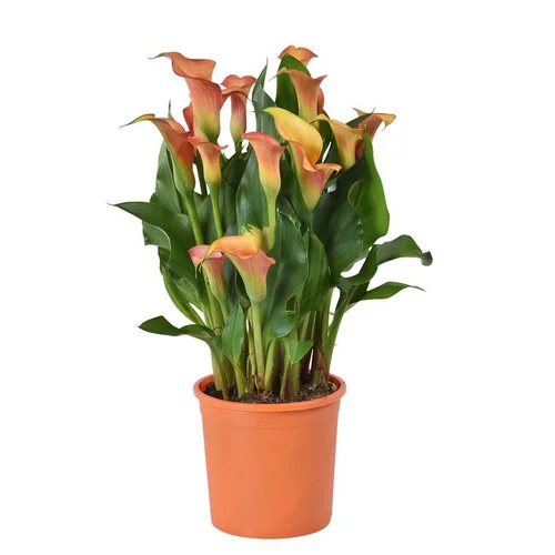 Arum de - Le pot diam 12 cm
