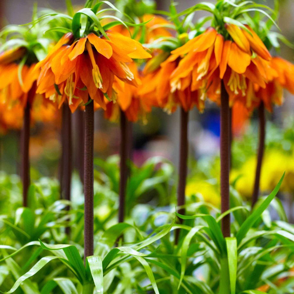 Couronne impériale orange Fritillaria imperialis