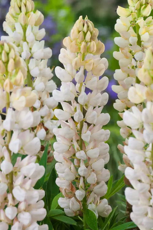Lupin ‘La Demoiselle’ - Le pot de 2 litres