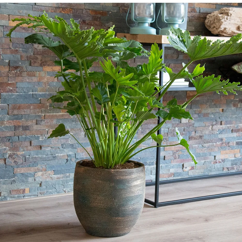 Philodendron Monstera Shangri La Philodendron shangri la